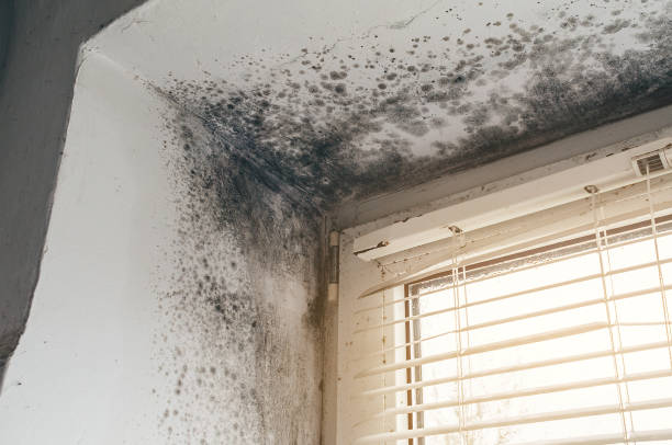 Affordable Attic Mold Remediation solutions in Cockeysville, MD