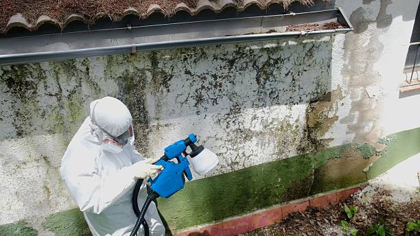 Top rated local Attic Mold Remediation specialists in Cockeysville, MD